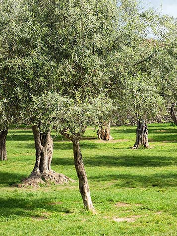 Niet alleen het blad van de olijfbomen is prachtig om te zien, ook de sterk gegroefde stammen bij oudere exemplaren zijn van ongekende schoonheid