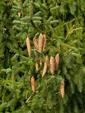 picea abies of wel fijnspar