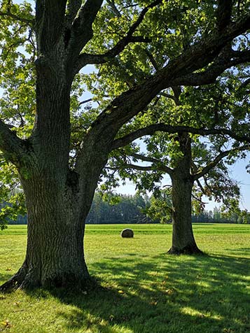 Oude zomereik, inheemse boom