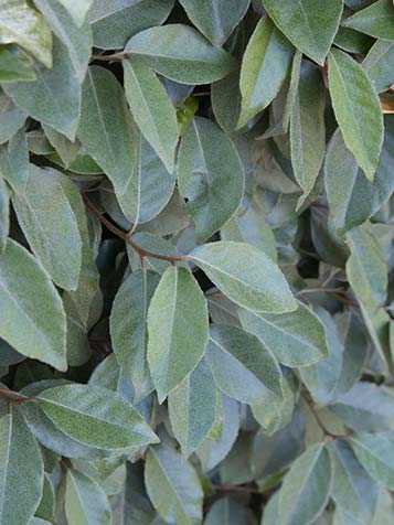 Het nieuwe blad aan de Elaeagnus ebbingei is bedekt met een grijskleurige waslaag die langzaam zal verdwijnen