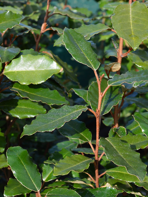 In de winter is de bovenzijde van het blad aan de Elaeagnus ebbingei donkergroen en de onderzijde zilvergrijs