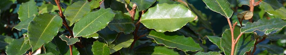 Elaeagnus ebbingei is een wintergroene struik die zowel als haag en als solitair kan worden toegepast