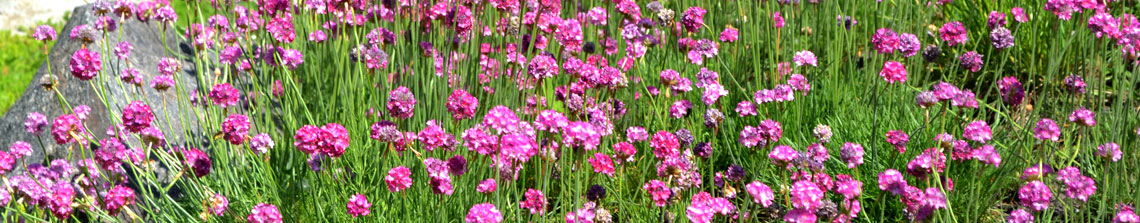 Engels gras is een winterharde vaste plant met roze of witte bloemen in het voorjaar en de zomer