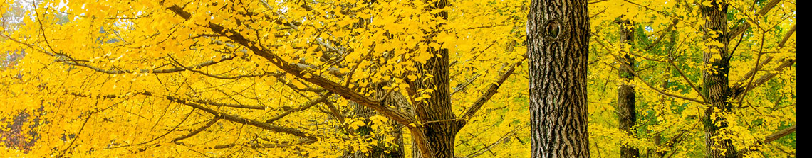 gele herfst kleur van de japanse notenboom