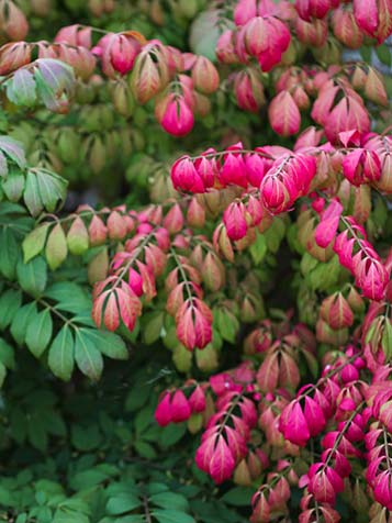 Euonymus alatus is een sierlijke struik die geschikt is voor elke tuin klein of groot