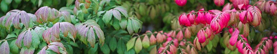 Het blad van de euonymus alatus begint tijdens de zomer al te verkleuren