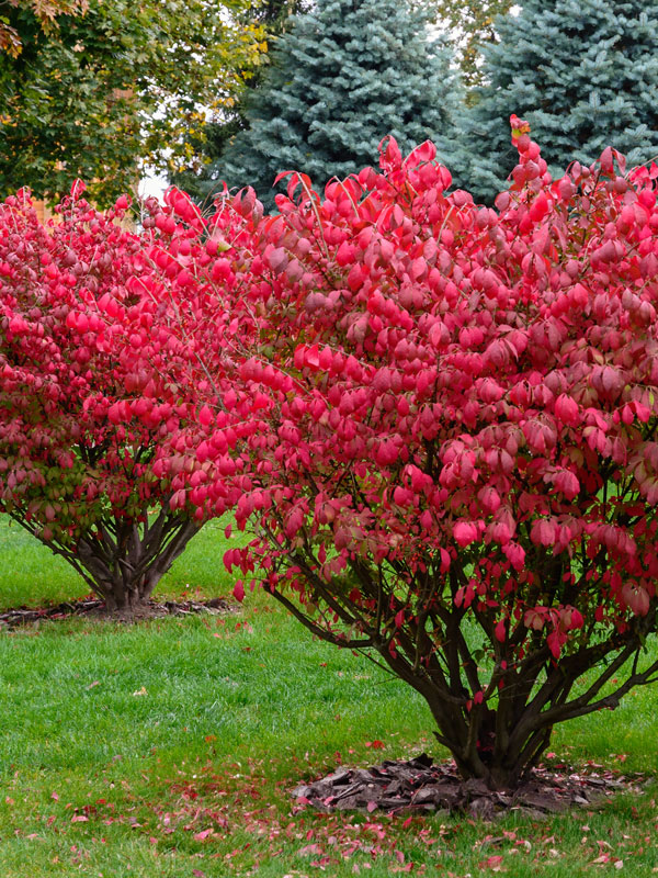De herfstkleur van euonymus alatus is een echt spektakel en begint vaak al vanaf de tweede helft zomer