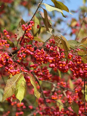 De vrucht van de euonymus europaeus met oranje roze bloemen