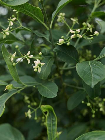 bloemknoppen van een kardinaalsmuts ofwel euonymus europaeus