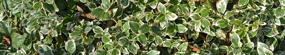 Euonymus fortunei is een groenblijvende bodembedekker of haagplant