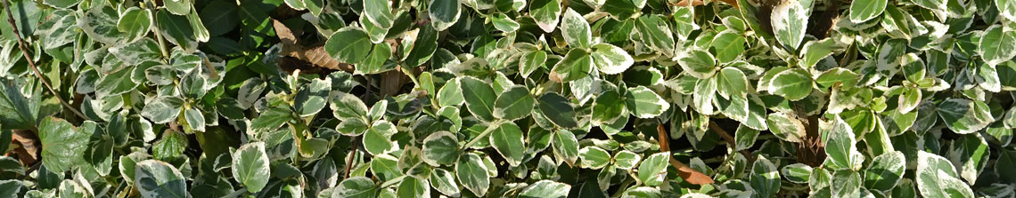 Euonymus fortunei is een groenblijvende bodembedekker of haagplant