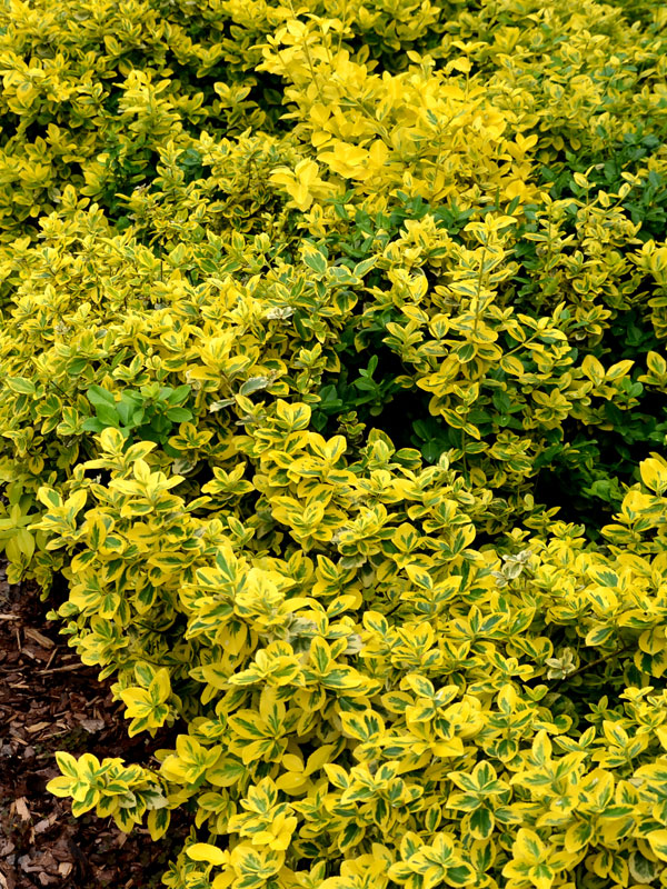 Er zijn veel verschillende bladkleuren te kiezen bij euronymus fortunei van geel tot groen en wit
