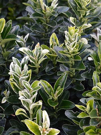 Euonymus japonicus laat zich gemakkelijk snoeien en is over het algemeen geen snelle groeier