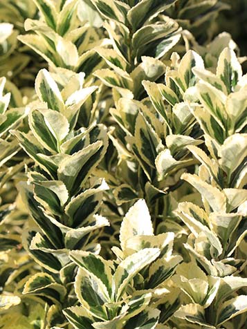 Er zijn bontbladige en groenbladige variëteiten van Euonymus japonicus te bestellen bij Tuinplantenwinkel.nl