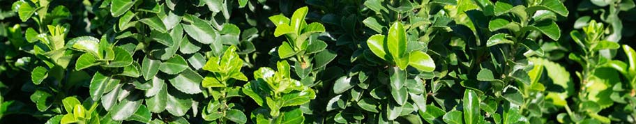 Euonymus japonicus kan zowel in de zon als in de schaduw groeien en is een ijzersterke plant