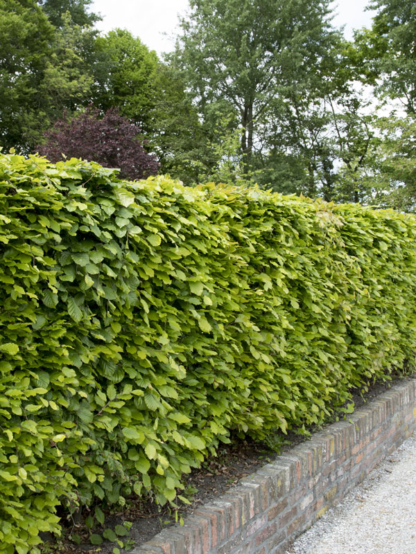 Groene beuken haag of fagus sylvatica