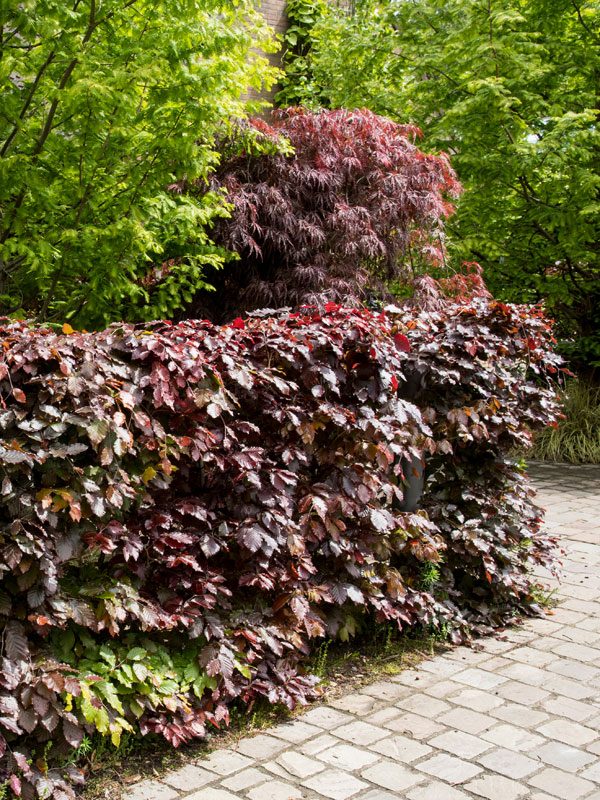 rode fagus sylvatica gecombineerd