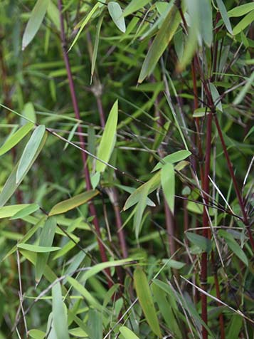Sommige fargesia soorten hebben gekleurde stengels die een mooi contrast opleveren met het groene blad