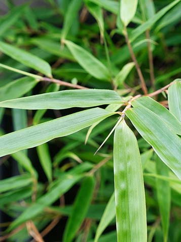 Het blad van Fargesia blijft ook in de winter groen en daarmee is dit een groenblijvende plant