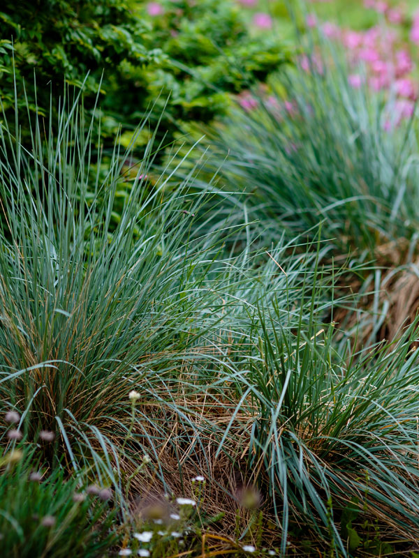 Festuca kan ook erg goed worden toegepast in bloembakken of in pot