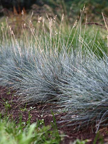 Dit siergras voelt zich het beste thuis in de zon. Plant ongeveer 7 Festuca glauca per vierkante meter