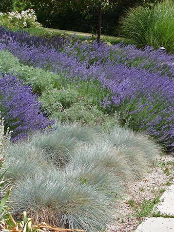 In het voorjaar verschijnen er korte bloempluimen bij de Festuca glauca