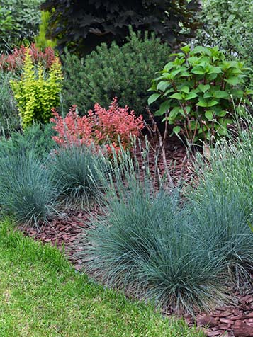 Festuca glauca is goed winterhard en is daarnaast ook een groenblijvend siergras