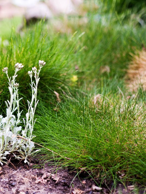 Berenvel of wel festuca schapengras zo wordt deze groene bodembedekker genoemd