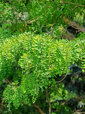 Acacia heeft samengesteld blad