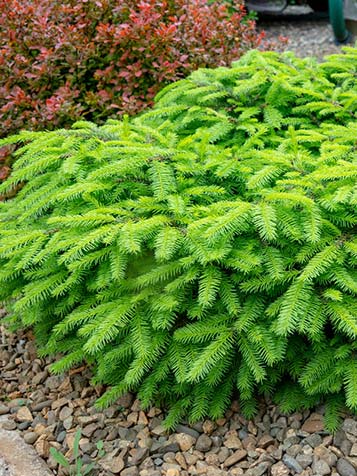 Groene fijnspar in de tuin