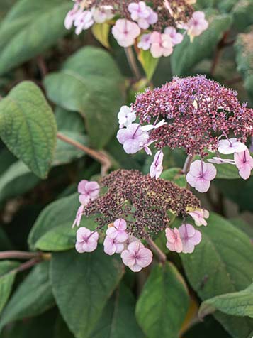 Na de bloei verkleuren de schermen naar roze net als de schutbloemen