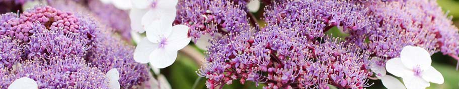 In de zomer is de fluweelhortensia bezaait met prachtige bloemschermen