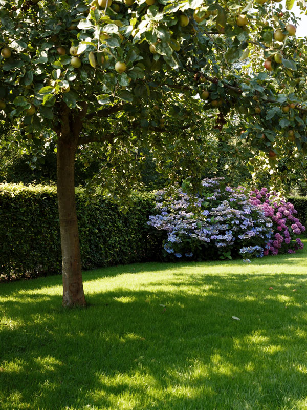 Een fruitboom geeft in de zomer zowel schaduw als heerlijke vruchten in uw eigen tuin