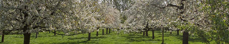 laag blijvende fruitboom op stam