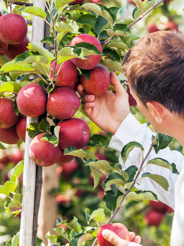 In deze tuin geven fruitbomen in het voorjaar prachtige bloesem