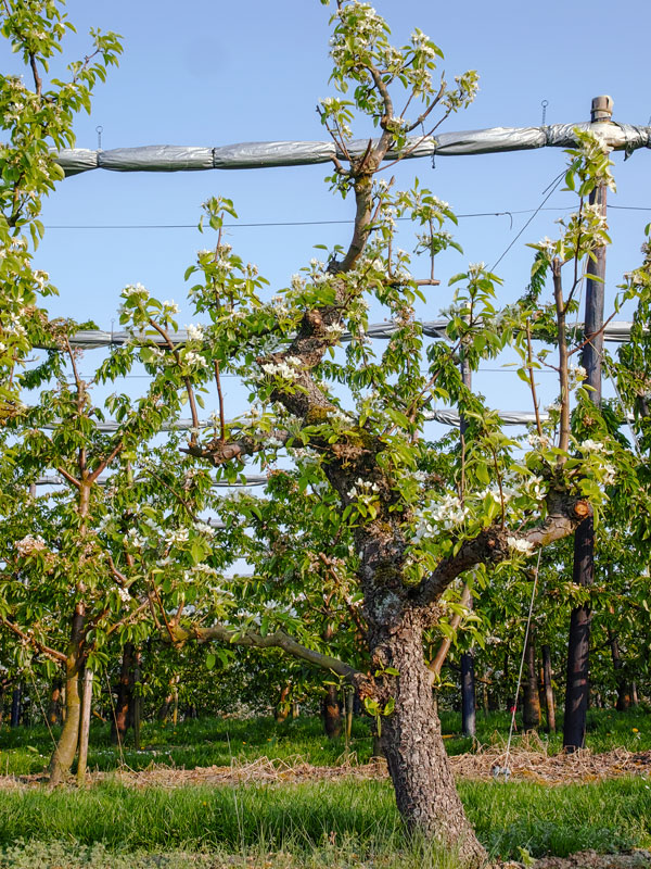 Fruitbomen kunnen worden onderverdeeld in soorten en maten