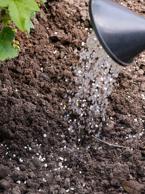 Nadat u de plantenvoeding heeft gegeven is het vaak aan te raden de meststoffen nat te maken zodat de voedingsstoffen in de grond kunnen trekken