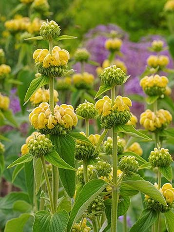 Phlomis bloeit met gele, roze of mauveroze bloemen waarbij het blad bij sommige soorten wintergroen is