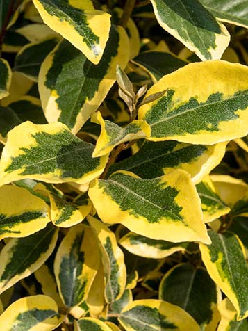 Naast de groenbladige soorten zijn er ook bontbladige Elaeagnus te koop