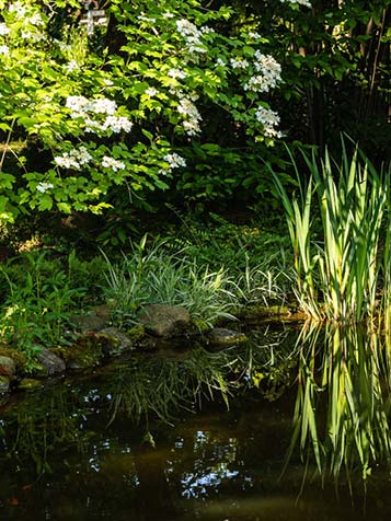 zure grond voor de viburnum opulus