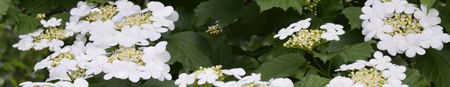 Schermbloemen van een viburnum