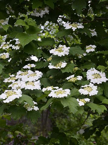 de gelderse roos heet ook wel de viburnum opulus