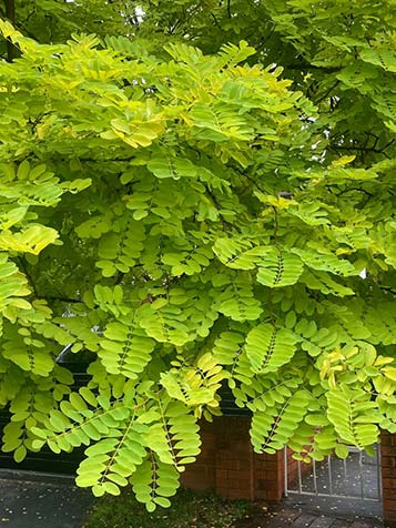 Fris geelgroen blad van de acacia boom frisia 
