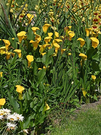 Planten in het voorjaar