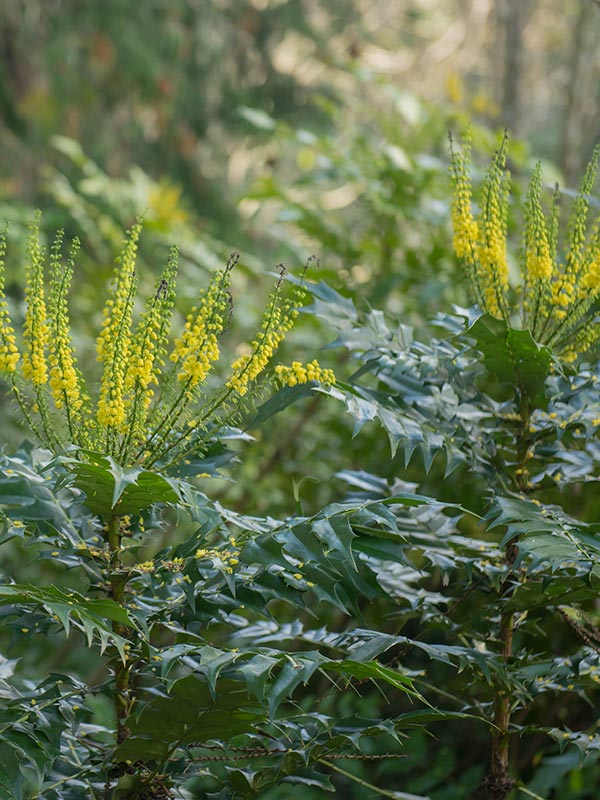 onderhoudsvriendelijke plant mahonia blijft in de winter groen