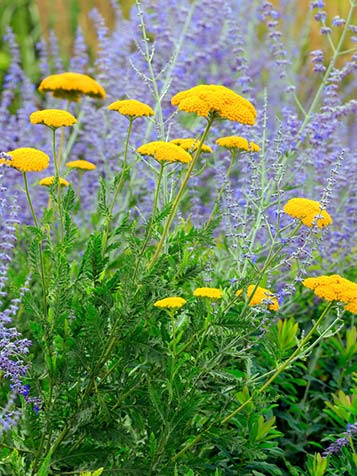 Duizendblad is de nederlandse naam voor Achillea