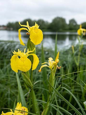 Er zijn lis planten die geschikt zijn voor zowel drogere als nattere grond