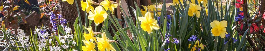 Narcissen zijn bloembollen