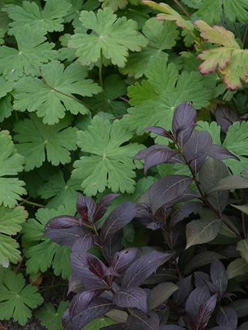 er zijn veel verschillende soorten geraniums