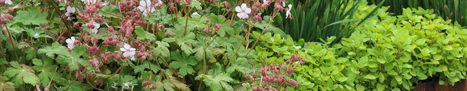 een sterke half wintergroene vaste tuinplant geranium